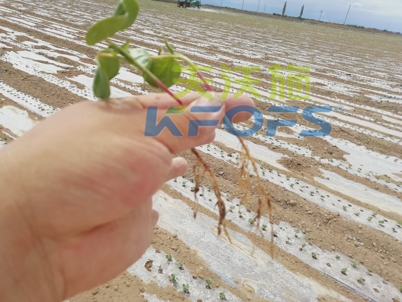 水溶肥哪個品牌好？種植戶是這樣說的