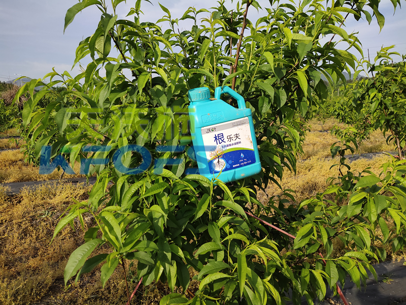 生根劑-桃樹(shù)用沃葉根樂(lè)夫生根劑效果.png