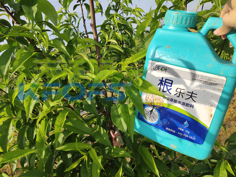 生根劑-桃樹(shù)用沃葉根樂(lè)夫生根劑效果2.png