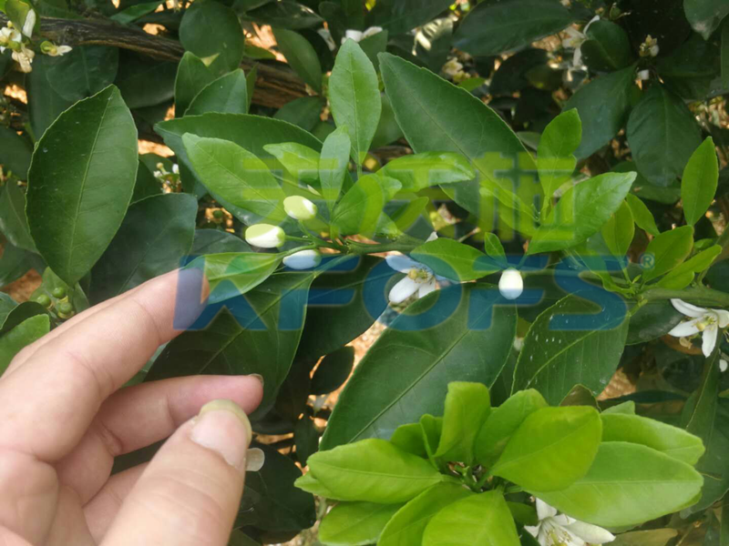 果樹(shù)?；ū９~面肥如何選擇