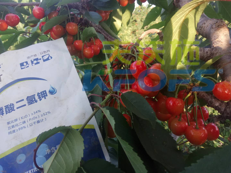 磷酸二氫鉀-櫻桃用沃葉磷酸二氫鉀效果.png