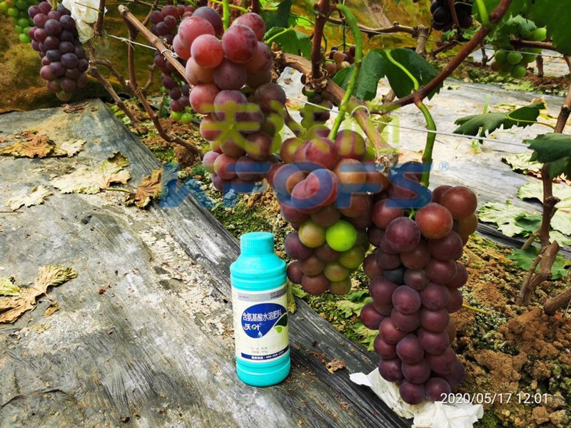 葉面肥哪家好？種植戶給出的答案