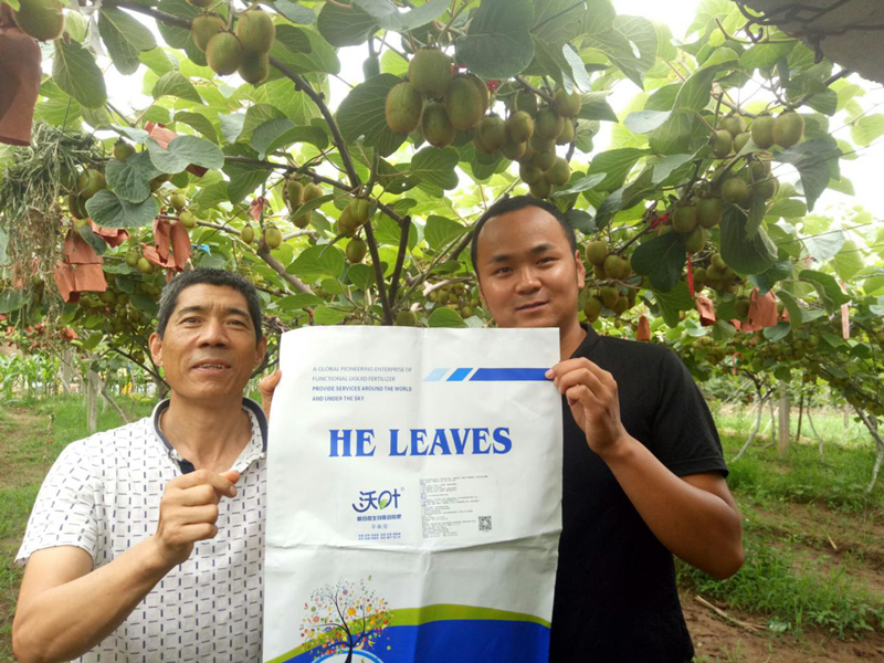 水溶肥預防、改善獼猴桃根腐黃化有奇效