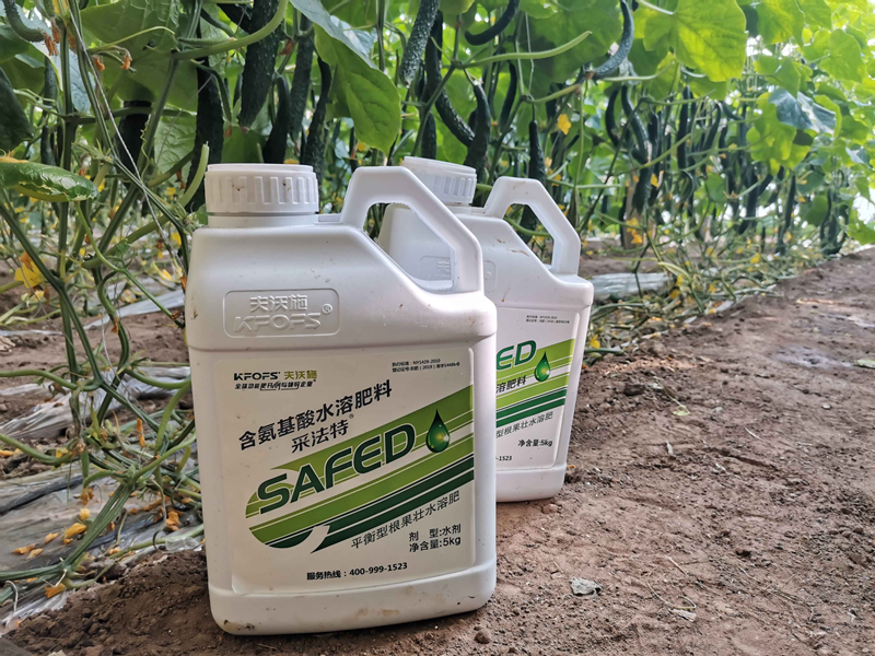 黃瓜結(jié)果期沖什么肥料-采法特沖施肥.png