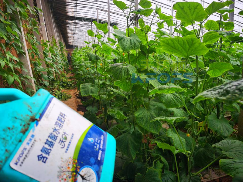 黃瓜結(jié)果期沖施什么肥料？山東張總這樣說！