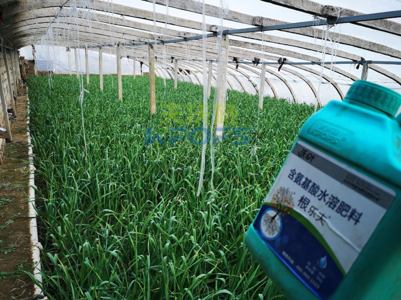 大蒜施什么肥料好？徐大叔案例告訴你答案！