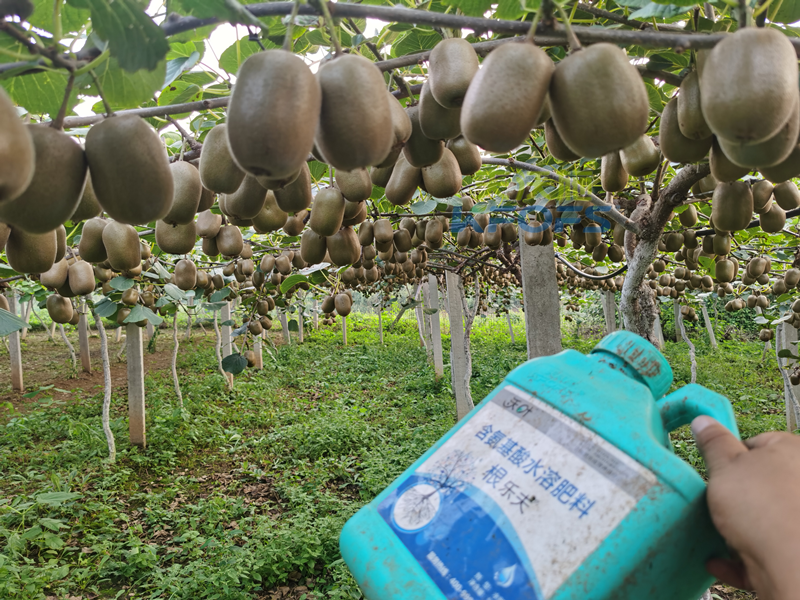 獼猴桃用什么水溶肥好？陳大叔一直推薦這款！