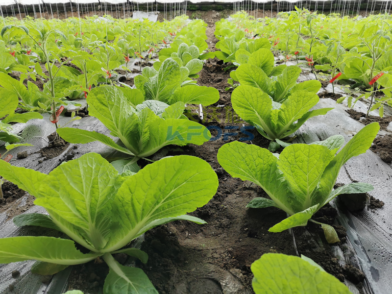 白菜施肥用什么肥料？種植大戶的經(jīng)驗(yàn)！