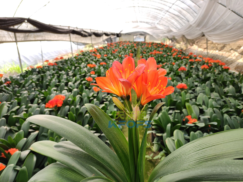 給花施肥用什么肥料？福建基地張總真實反饋！