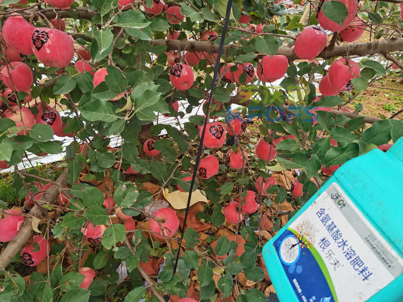 蘋果水溶肥哪個(gè)牌子好？周總始終推薦沃葉！