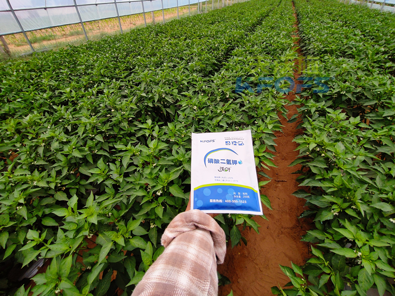 辣椒開花結(jié)果期用什么肥料？趙大叔說沃葉真不錯！