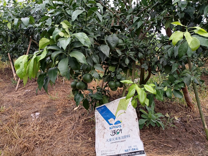 大量元素水溶肥-愛(ài)媛柑橘用沃葉大量元素水溶肥1.jpg