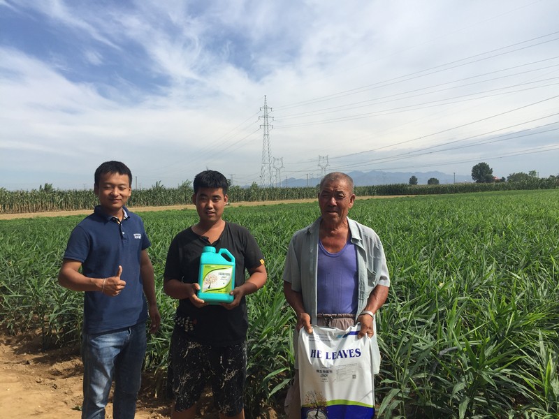 水溶肥-大姜用沃葉水溶肥系列用戶見(jiàn)證.jpg