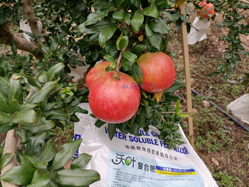 石榴樹(shù)施什么肥料好-沃葉顆粒肥.png