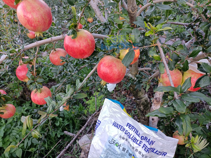 石榴樹(shù)施什么肥料好-沃葉顆粒肥1.png