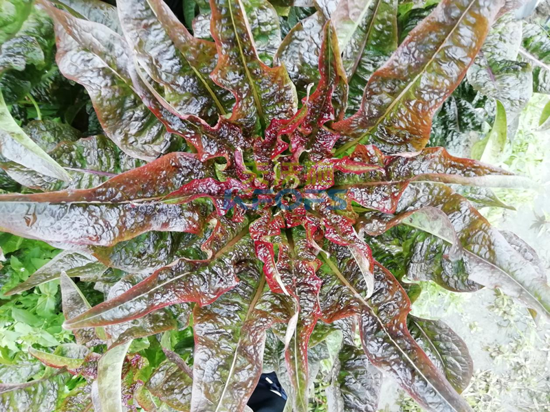 萵筍如何追肥？羅大哥說沃葉真不錯！