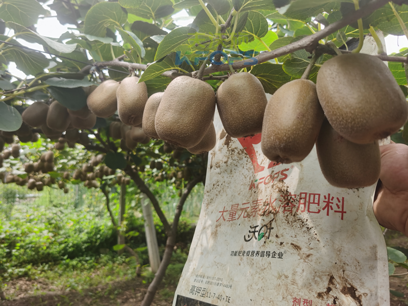 獼猴桃施肥用什么肥料？山東韋大哥案例！