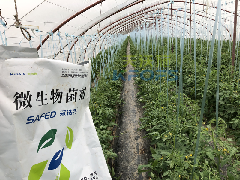 蔬菜施什么肥長得又快又好？張老板說采法特！