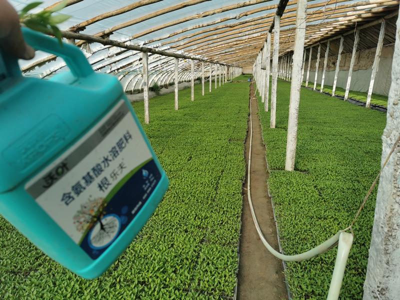 生根劑怎么挑選？彭老板告訴你怎么做！