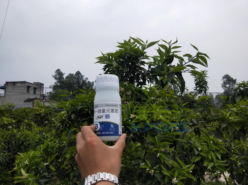 柑橘硼肥什么時(shí)候用比較好-沃葉硼肥.png