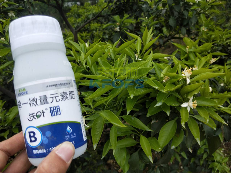 柑橘硼肥什么時(shí)候用比較好-沃葉硼肥1.png