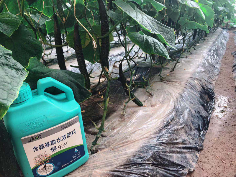 黃瓜不直怎么辦，用什么肥料產(chǎn)量高