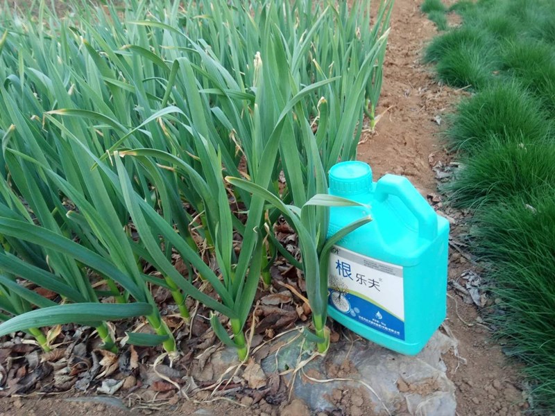 大蒜施用根樂(lè)夫效果圖.jpg