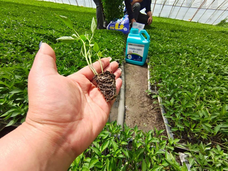 水溶肥料怎么使用-沃葉根樂夫辣椒.png