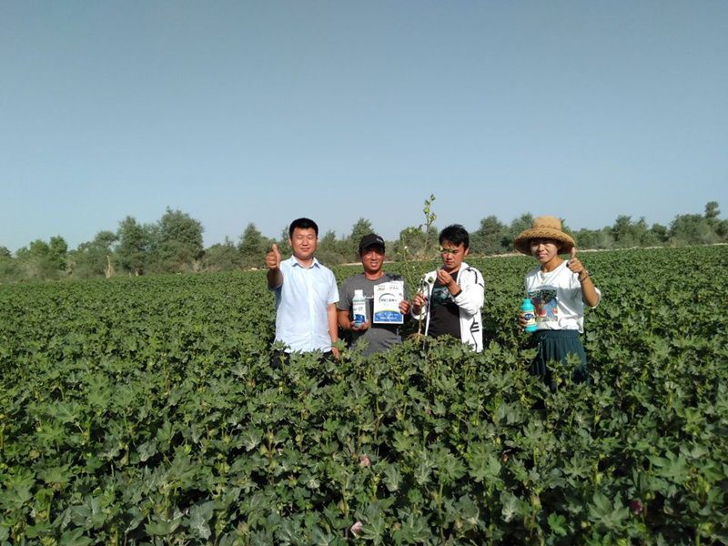 棉花栽培技術(shù)要點(diǎn)，這些知識(shí)你要掌握！