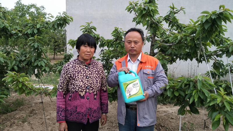 櫻桃種植過程中面臨的土壤問題,該如何解決呢？