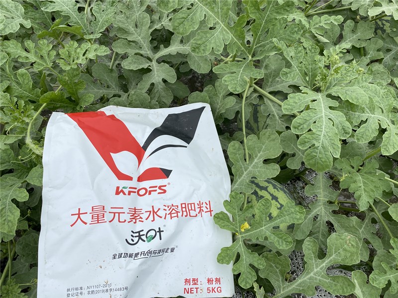 水溶肥-西瓜用沃葉大量元素水溶肥效果.jpg