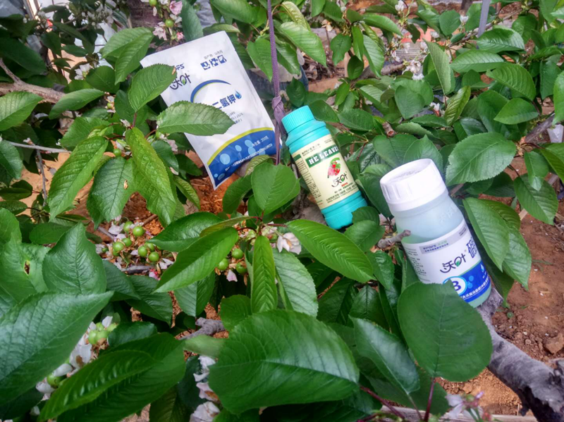 葉面肥-櫻桃用沃葉?；ū９~面肥效果.png