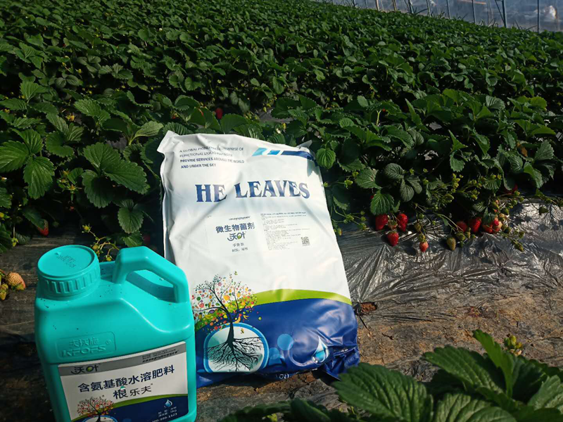 草莓種植面對(duì)土壤問(wèn)題，沃葉水溶肥顯奇效