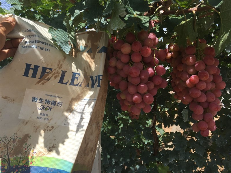 微生物菌劑-葡萄用沃葉微生物菌劑效果1.jpg