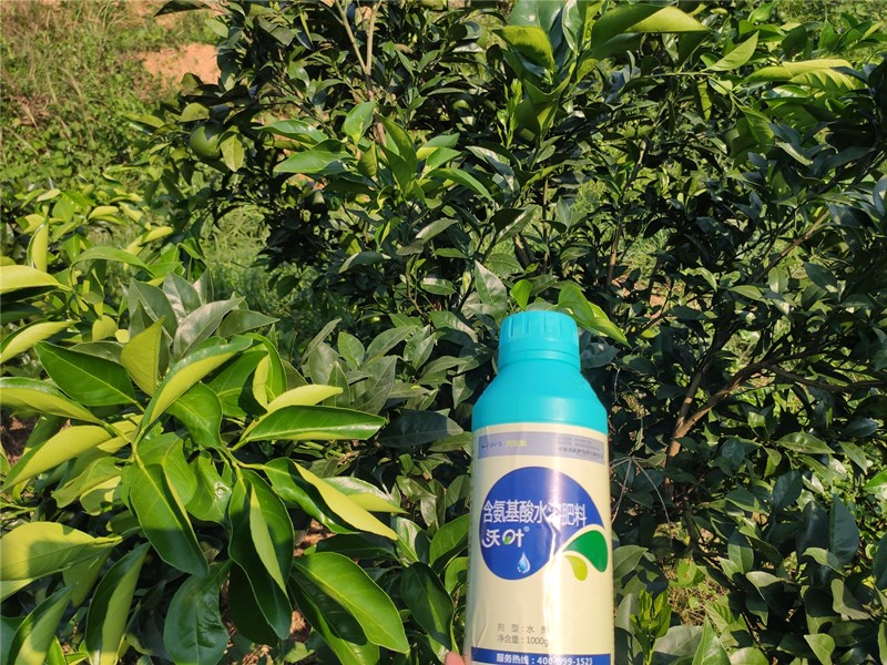 什么時候使用柑橘葉面肥? 什么時候使用柑橘葉面肥?