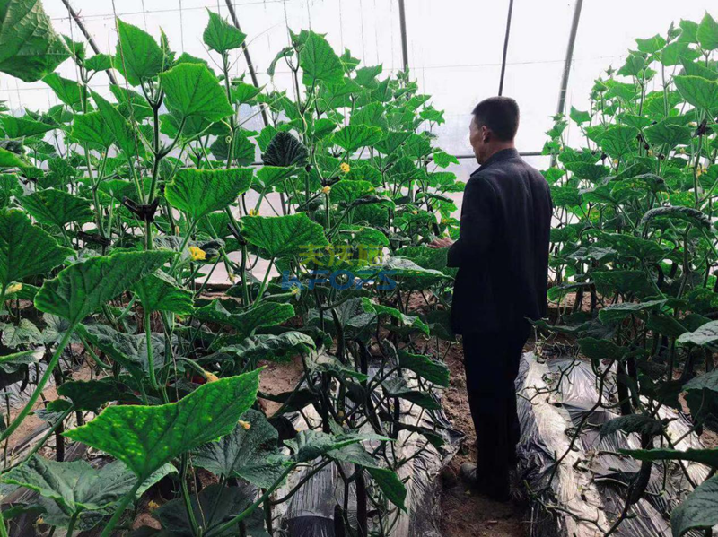 黃腐酸鉀怎么用？王老師為您解答