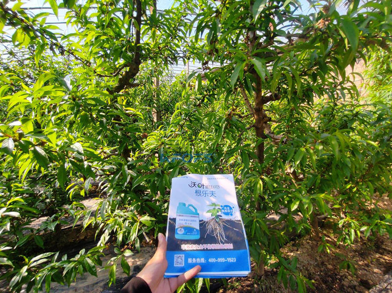 水溶肥怎么選？張總來給你支招