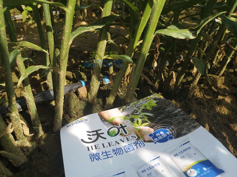 大姜施肥有方法，這樣施肥準(zhǔn)高產(chǎn)