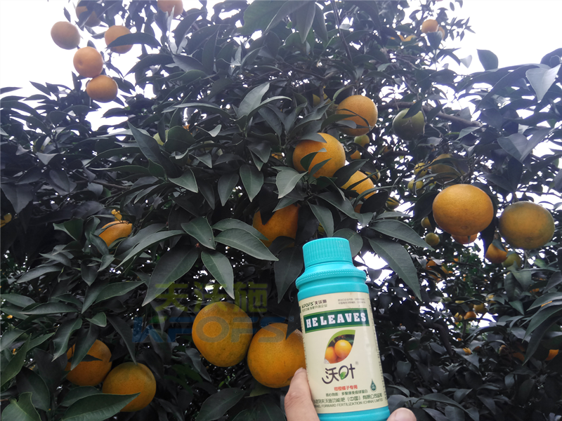 水溶肥-柑橘施用沃葉葉面肥效果.png