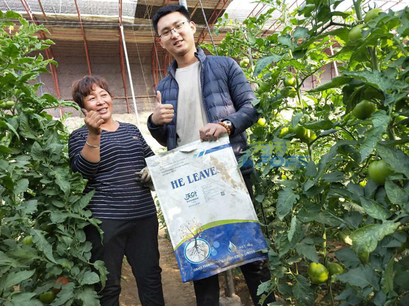 暖棚西紅柿出現(xiàn)結(jié)果少的原因？