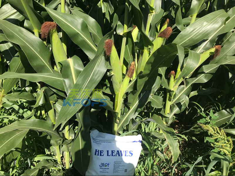 玉米為什么要使用葉面肥，怎么使用？