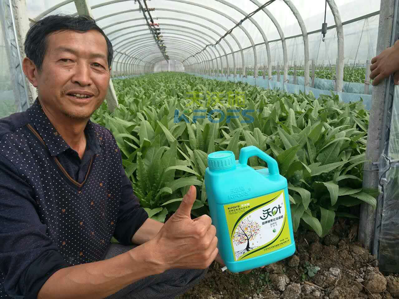 水溶肥怎樣使用，大棚蔬菜才能產(chǎn)量高