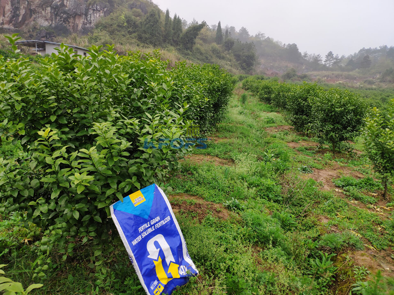 水溶肥-果樹(shù)用沃葉水溶肥效果11.png