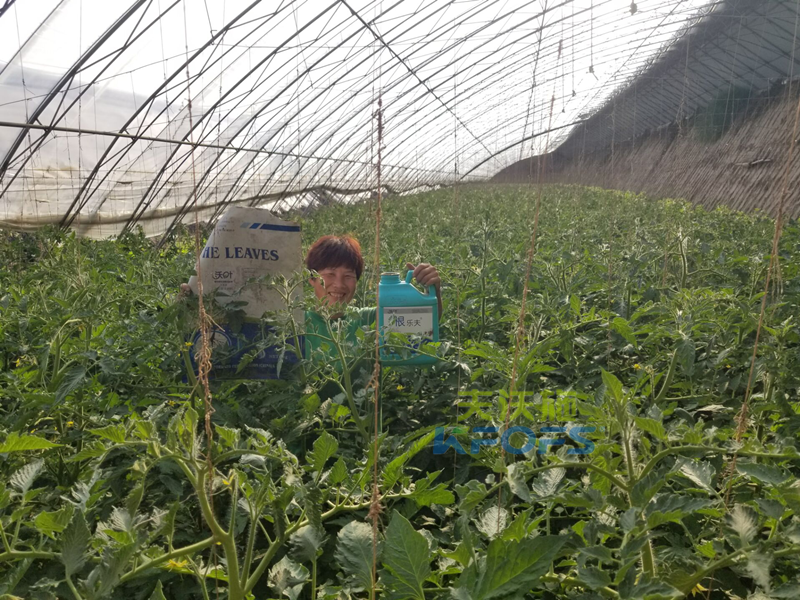 西紅柿使用菌肥好嗎？