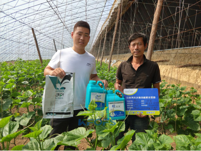 冬季溫室大棚黃瓜管理重點——養(yǎng)根壯秧！