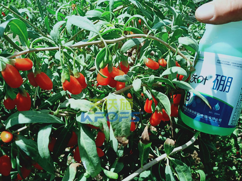 2019年枸杞種植前景如何？