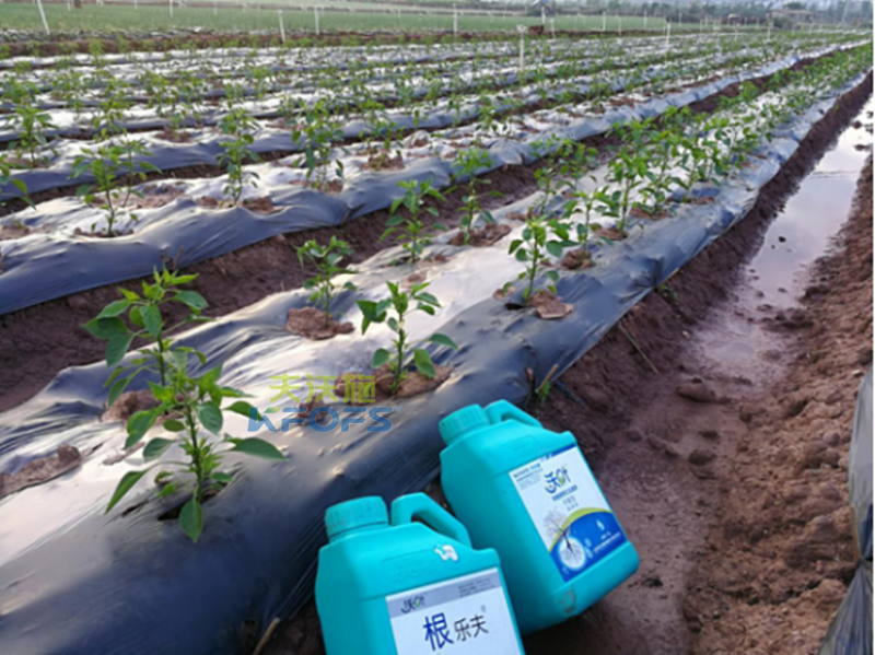 辣椒用什么沖施肥好？