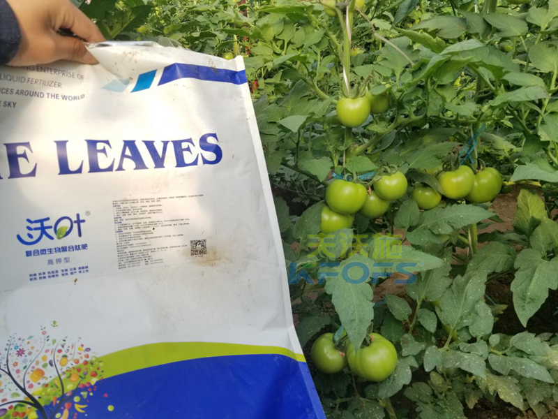 西紅柿施肥方案-遼寧朝陽案例