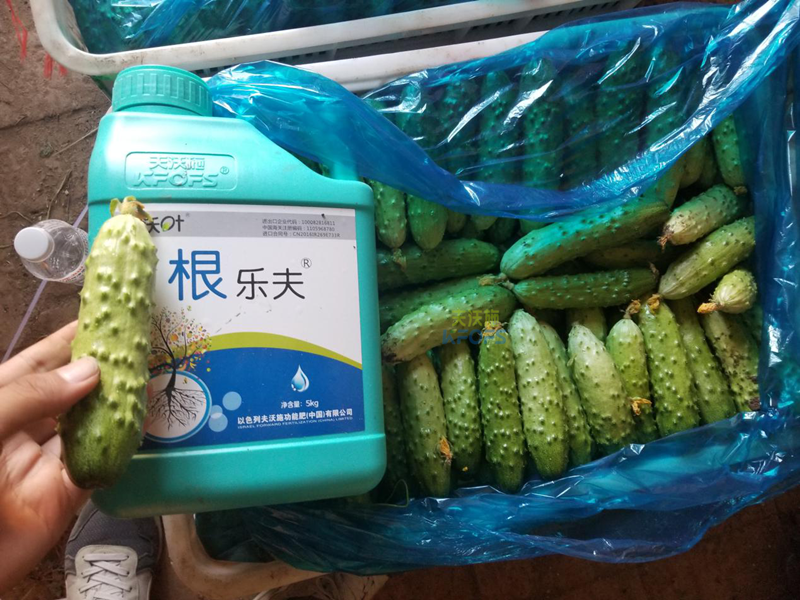 根系、土壤問題如何解決？