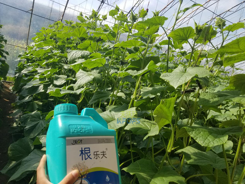 根系、土壤問題如何解決-沃葉根樂夫黃瓜1.png